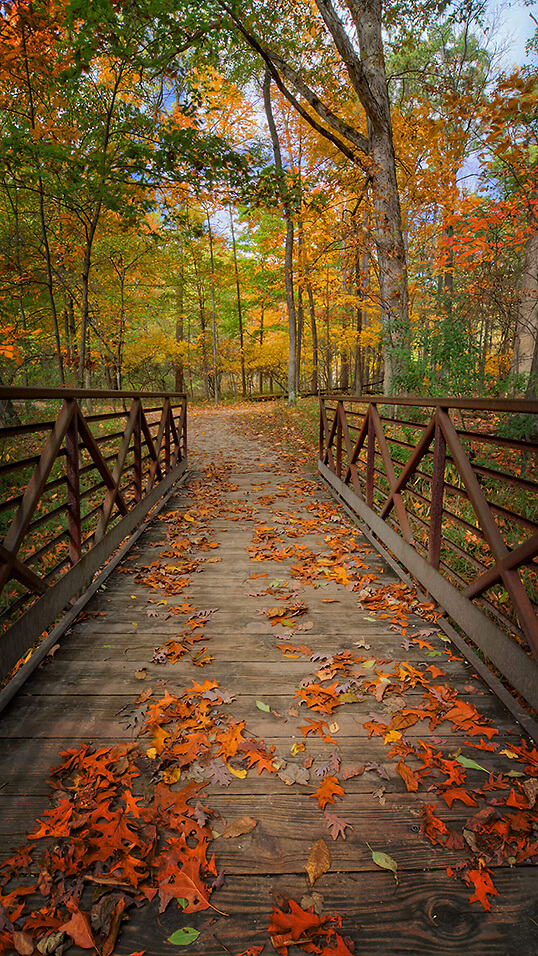 A trail in the woods in autumn